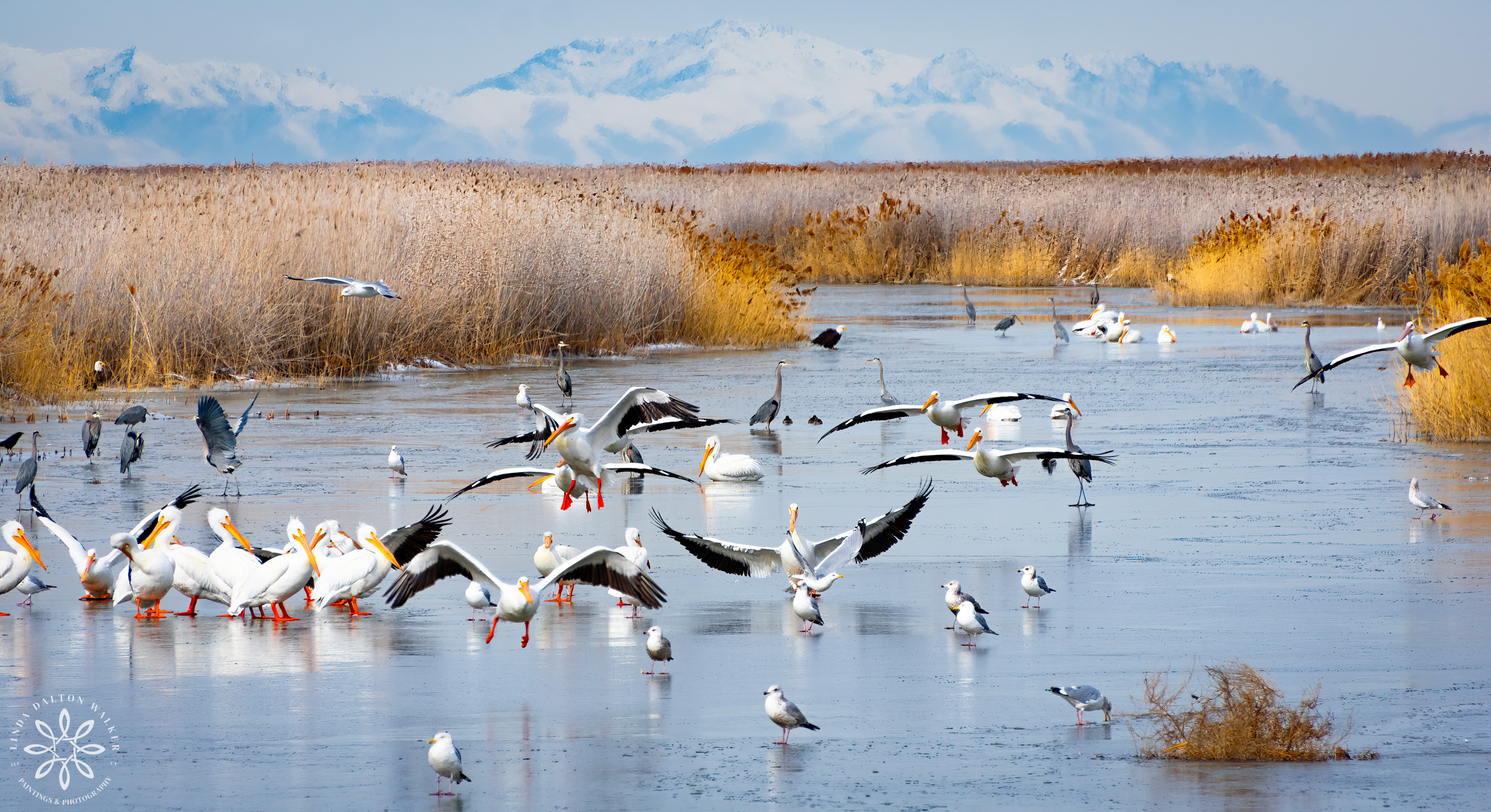 907 Pelicans Great Blue Herons Eagles Pelecanus erythrorhynchos Ardea herodias Haliaeetus leucocephalus Farmington Bay Utah Linda Dalton Walker Wildlife Photography 
